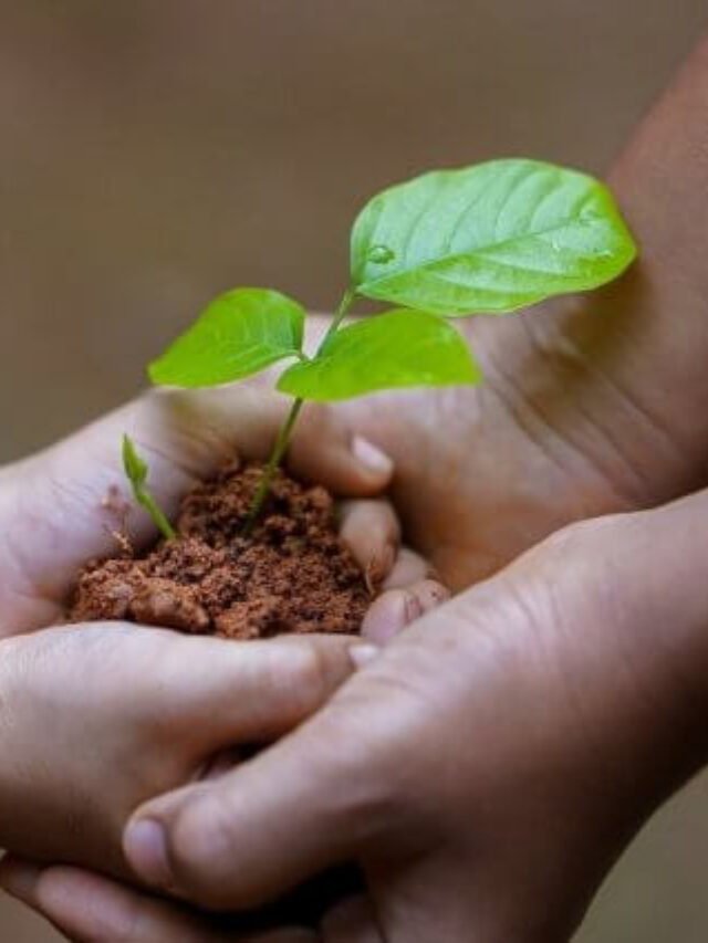 Read more about the article Green Mile: Greenest cities in India